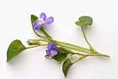 Violet stalk with leaves and flowers