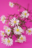 Chamomile flowers on pink background