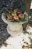 Apples in a decorative old stone urn