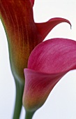 Calla lilies (Zantedeschia), two flowers, close-up