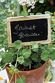 Gourmet geraniums (new variety with edible leaves & flowers)