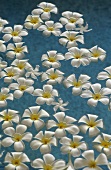 Frangipani flowers in the water of a spa bath (Maldives)