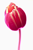 A pink tulip with white background