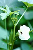 Okra plant with a pod and flower