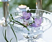 Bowl of water with campanula flowers and papyrus