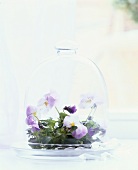 Horned violets under glass dome