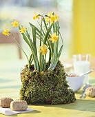 Narcissus plant in moss bag
