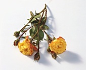 Two cut yellow roses