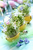 Cress and flowers in lemon skins