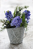 Hyacinths and juniper sprigs in a metal vase