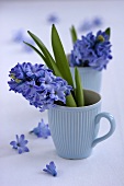 Blue hyacinth in a cup
