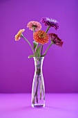 Zinnias in a glass vase