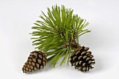 Swiss mountain pine with cones