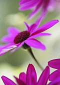 Violette Gerbera-Blüten