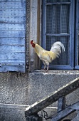 White rooster on window ledge