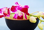Spray of orchids laid over a small bowl
