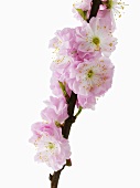 Almond blossom on a branch