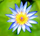 Eine blaue Lotusblüte