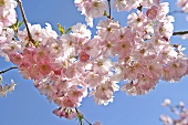 Cherry blossom on the tree
