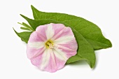 Rosa Blüte der Ackerwinde (Convolvulus arvensis)