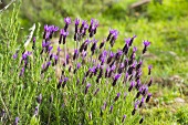 French lavender 'Papillon'