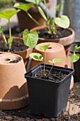 Hollyhock seedlings in plastic and terracotta pots