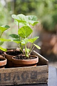 Young hollyhock plants in terracotta pots in a wooden box