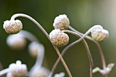 Anemone seed heads with hoar frost