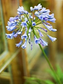 Blue African lily