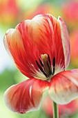 Rote Tulpe (Nahaufnahme)