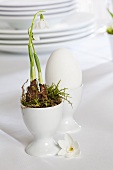 Snowdrops in egg cups