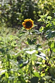 A sunflower in a garden