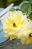 Gelbe Rosen als Tischdeko