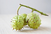 Three horse chestnuts with twig