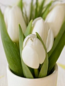 weiße Tulpen in einer Vase