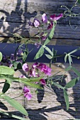 Sweet peas against a wooden fence