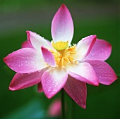 Pinkfarbene Lotusblüte mit Wassertropfen