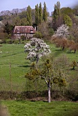 Spring landscape in Normandy (France)