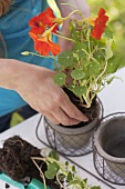 A woman planting a nasturtium in a pot