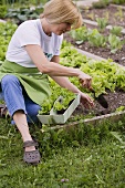 A woman planting lettuce in a flower bed