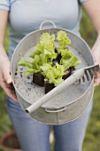 Frau hält Zinkwanne mit Salatpflanzen und Rechen