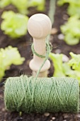 Twine and a wooden peg in a lettuce patch