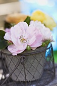 Various rose in a flower pot
