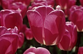 Several tulips ('Jive')