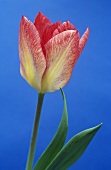 Eine Tulpe 'Flaming Purissima'