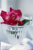 Eine Rose in einem Glas