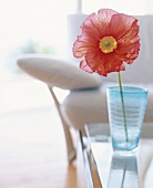 Single poppy in glass of water