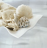 Assorted shells and sponges on a table