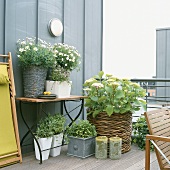 Plants on terrace
