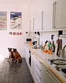 Two dogs in kitchen